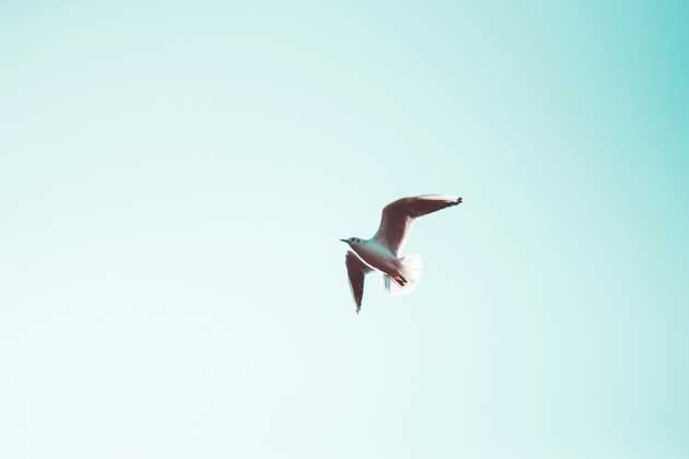 migratory bird